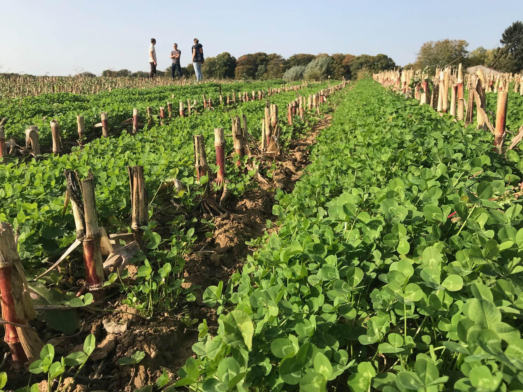Asesorando a agricultores belgas en agricultura regenerativa